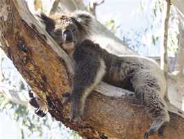 Yanchep National Park