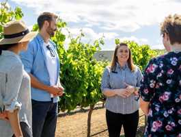 Tour & Taste at Olive Farm Wines