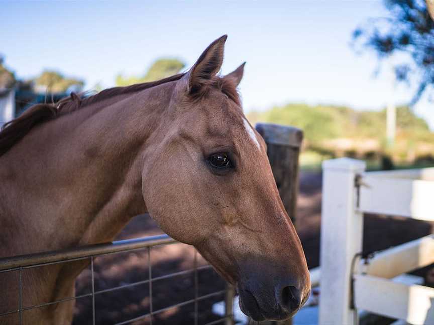 Harmony Acres Farm Stay, Accommodation in Mariginiup