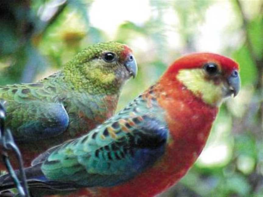 Rosellas