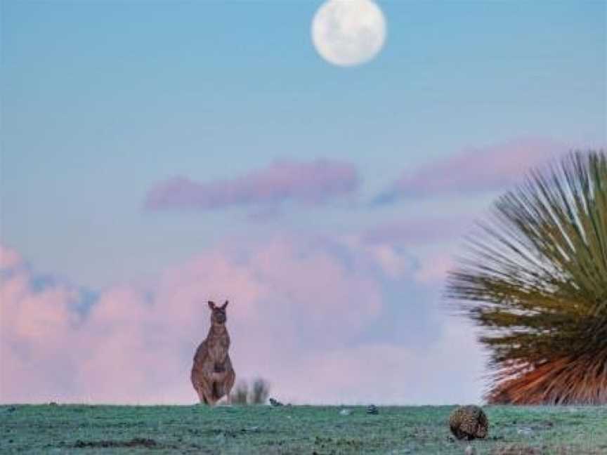 Ecopia Retreat, Seddon, SA