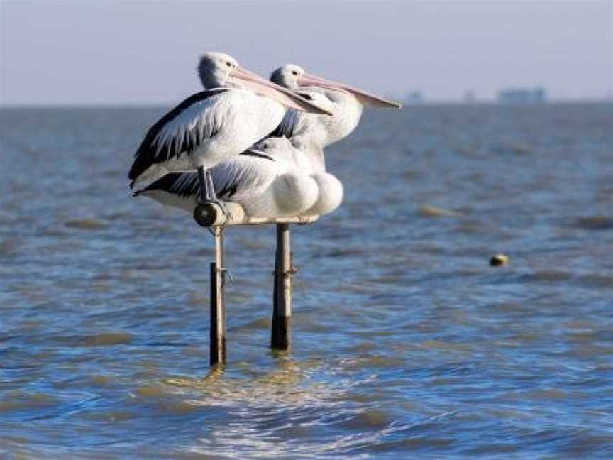 Pelican Perch Retreat, Meningie, SA