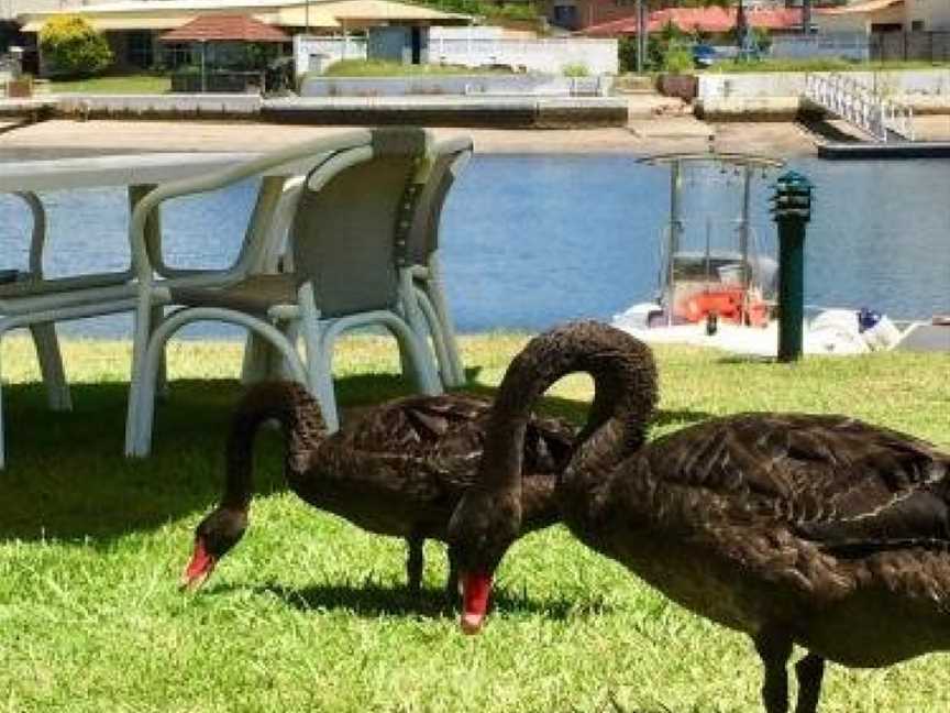 Pelican Cove Apartments, Biggera Waters, QLD