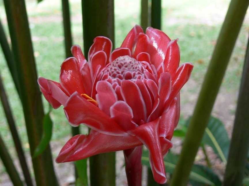 Red Mill House in Daintree, Daintree, QLD