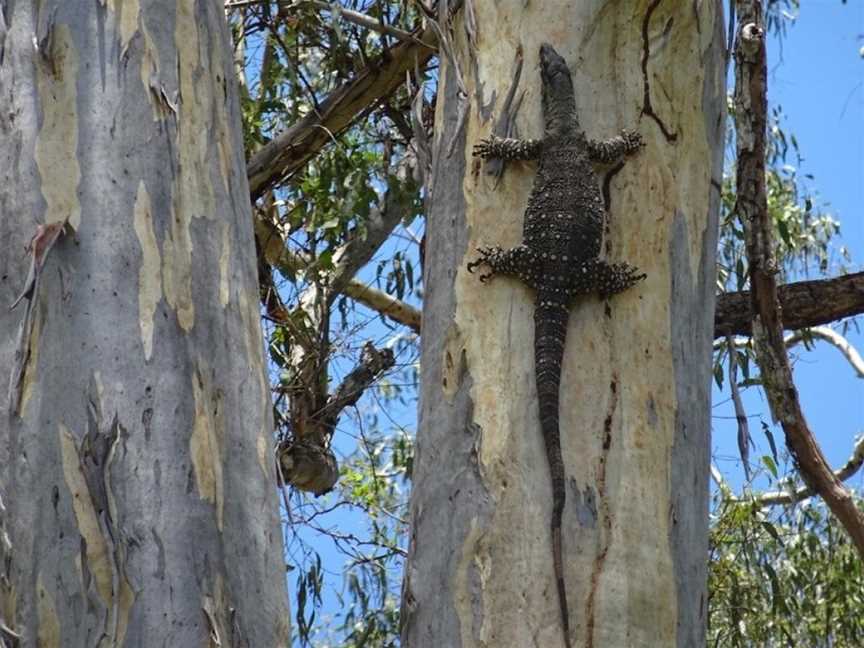 Sweetwater Lodge, Julatten, QLD