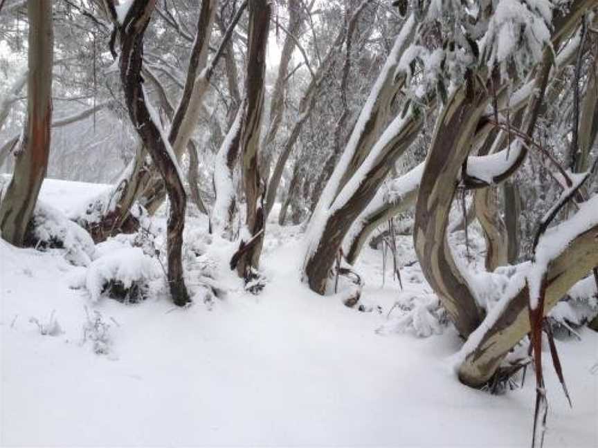 Ski View 1, Mount Buller, VIC