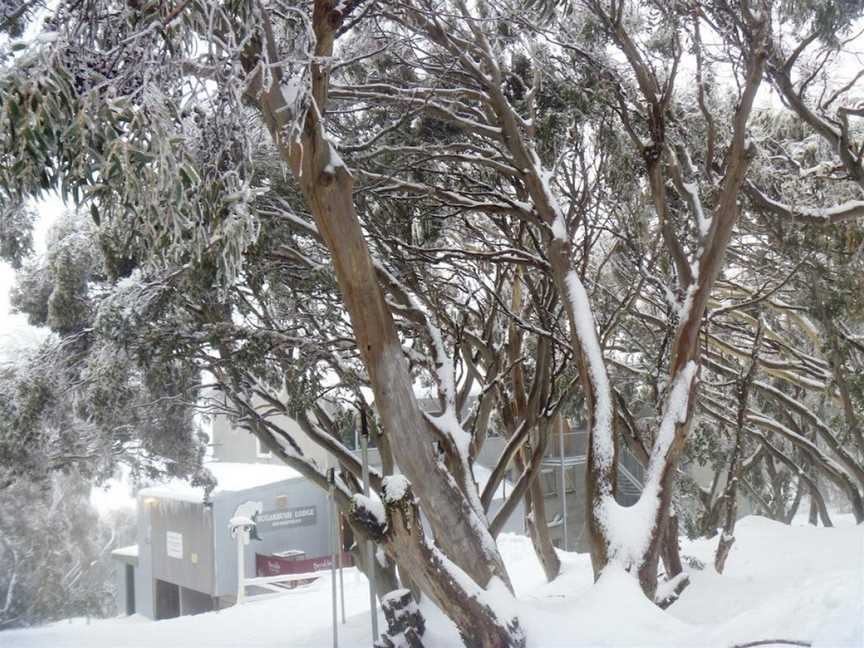 Sugarbush Lodge & Apartments, Mount Buller, VIC