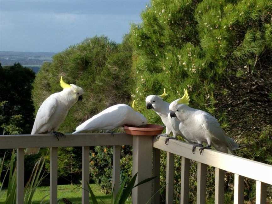 Jackson's Dromana, Dromana, VIC