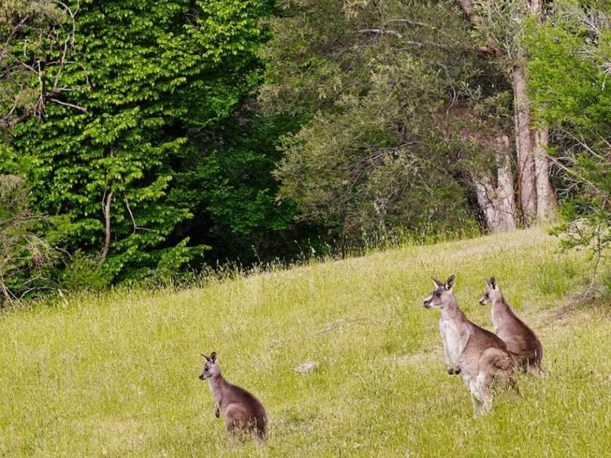 Ridgeview - Big Sky Retreats, Bright, VIC