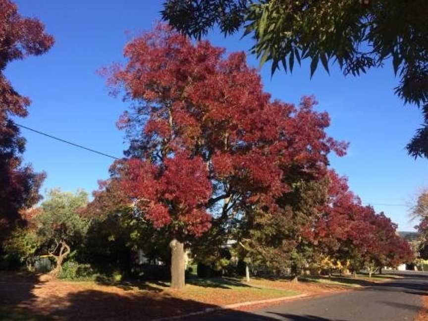 Maple Daylesford, Daylesford, VIC