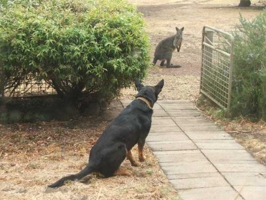 Grampians Homestead B&B, Moutajup, VIC