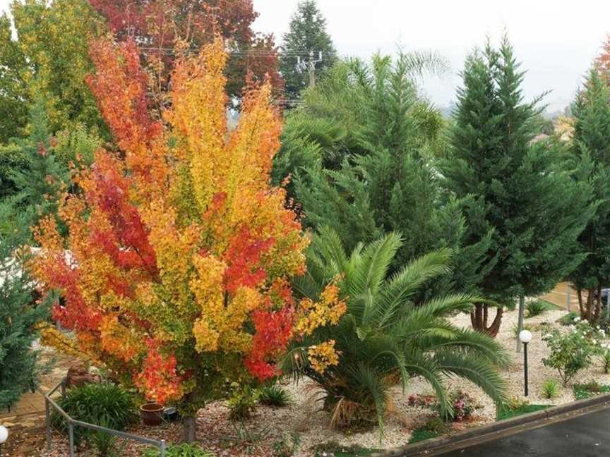 Golden Leaf Motel, Bowmans Forest, VIC