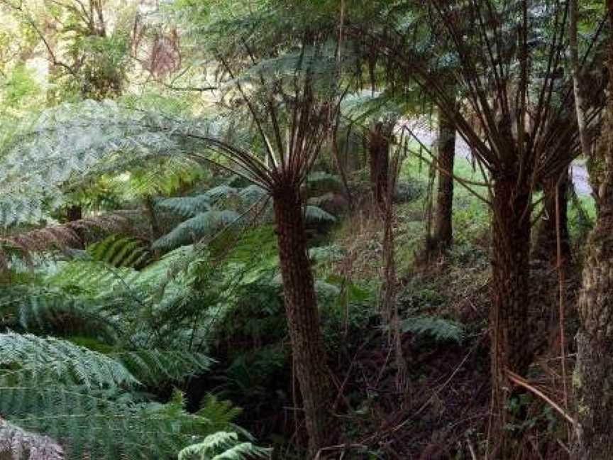 Tall Trees Eco Retreat, Apollo Bay, VIC