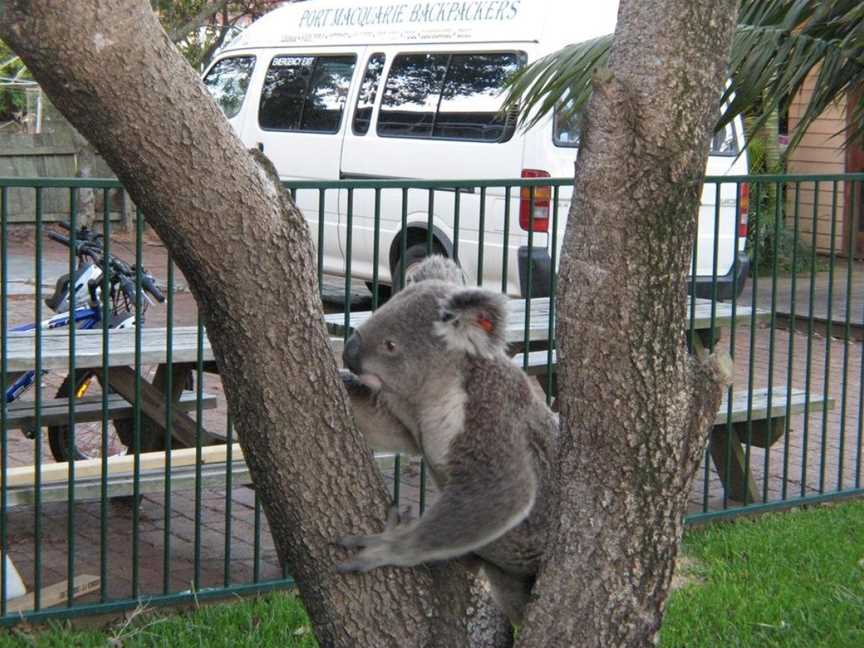 Port Macquarie Backpackers, Port Macquarie, NSW