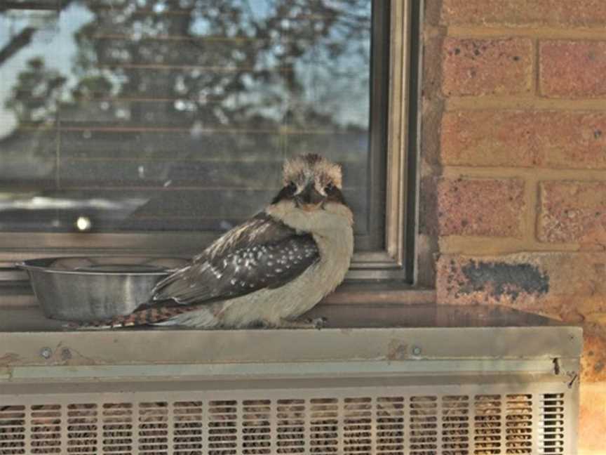 The Vineyard Motel, Cowra, NSW