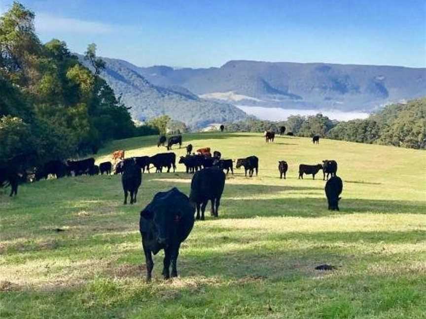 Amaroo Valley Springs, Kangaroo Valley, NSW