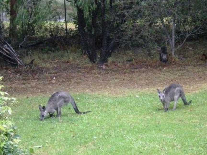 Wombatalla, Moollattoo, NSW