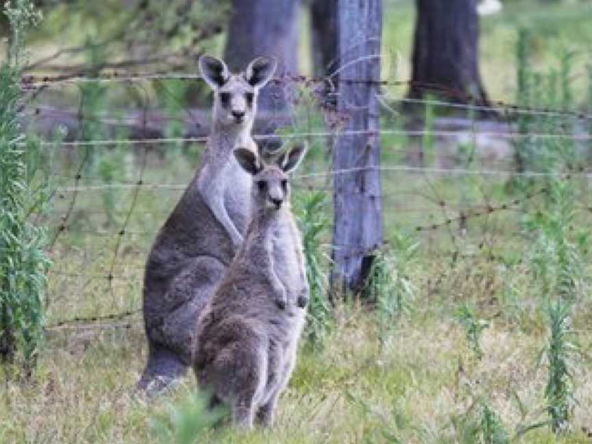 Merimbula Lake Holiday Park, Millingandi, NSW