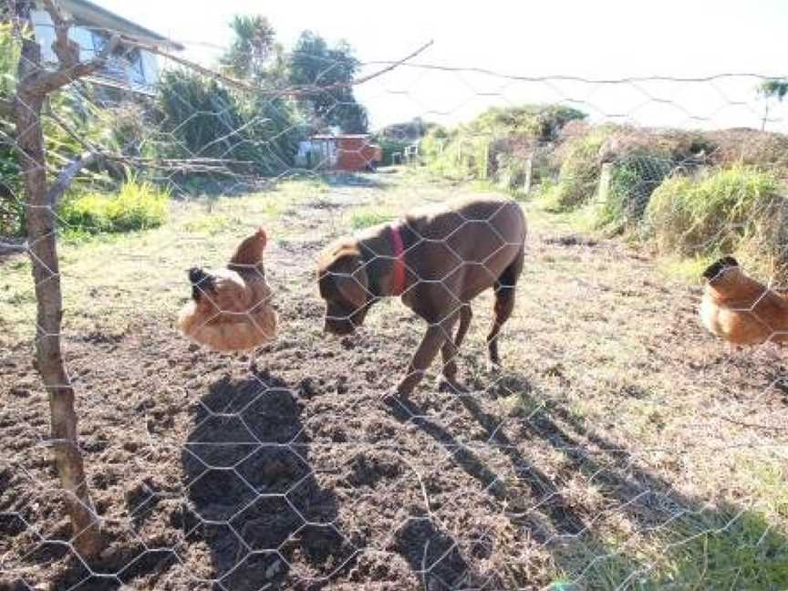 The Red Hen And Dog, Red Hill, New Zealand