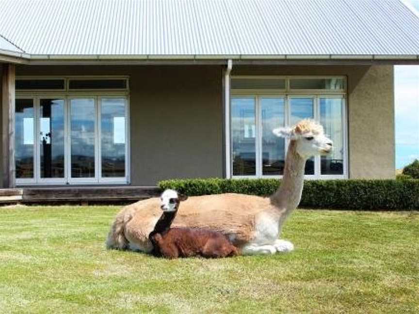 Gallin Farm Alpacas & Farmstay, Masterton, New Zealand