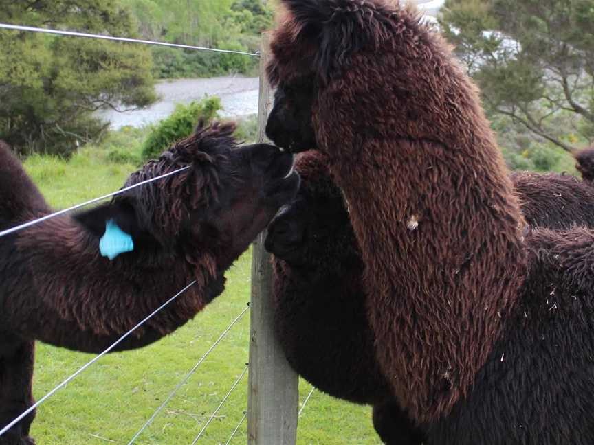 Gallin Farm Alpacas & Farmstay, Masterton, New Zealand