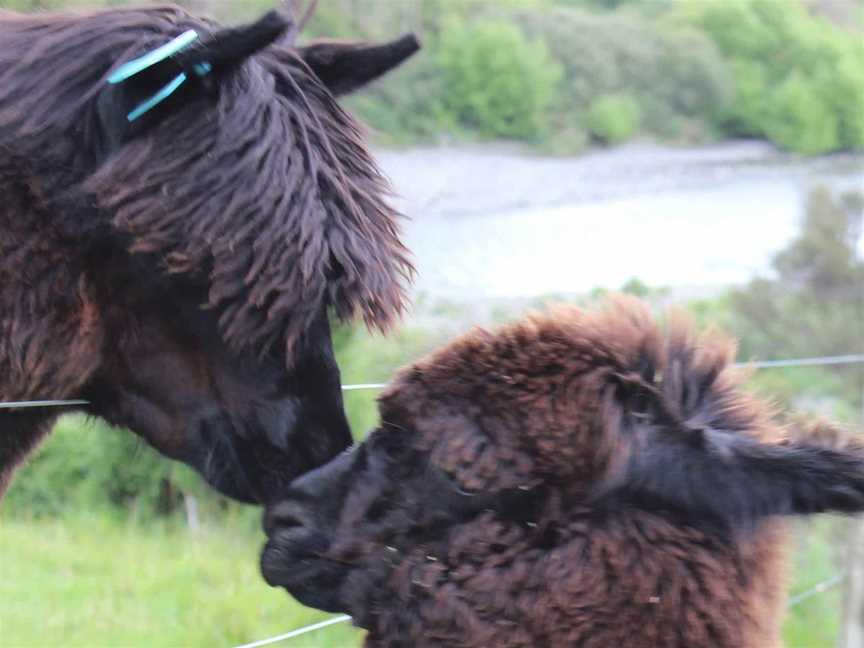 Gallin Farm Alpacas & Farmstay, Masterton, New Zealand