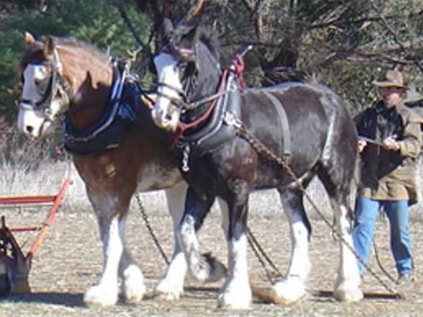 Avondale Discovery Farm