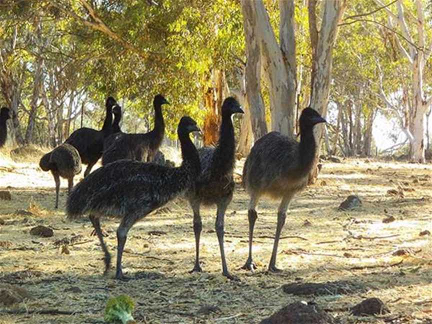 Free Range Emu Farm, Tourist attractions in Toodyay