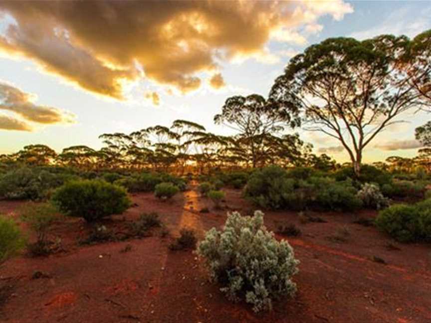 Karlkurla Bushland Park, Tourist attractions in Kalgoorlie