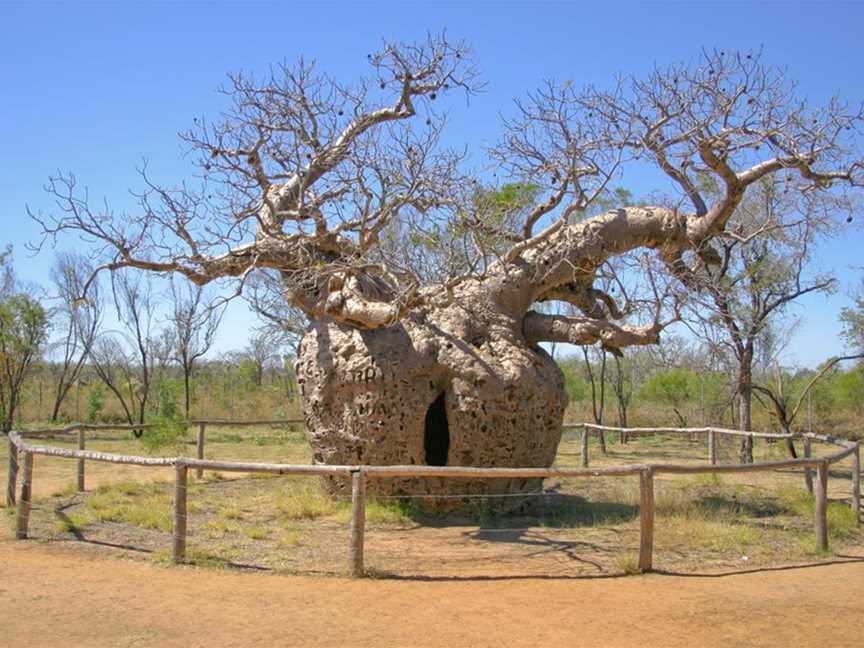 Prison Boab Tree, Tourist attractions in Derby