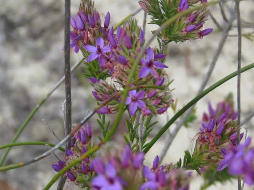 Western Flora Caravan Park - Wildflower Tours, Tourist attractions in Arrowsmith