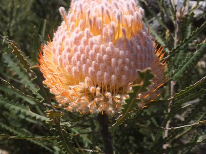 Western Flora Caravan Park - Wildflower Tours, Tourist attractions in Arrowsmith