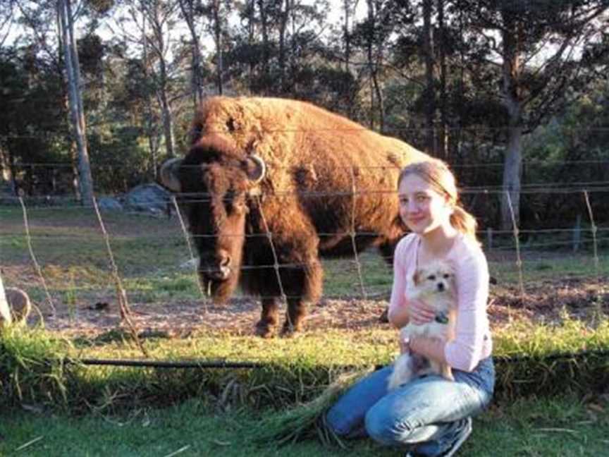 A North American Bison at Pentland