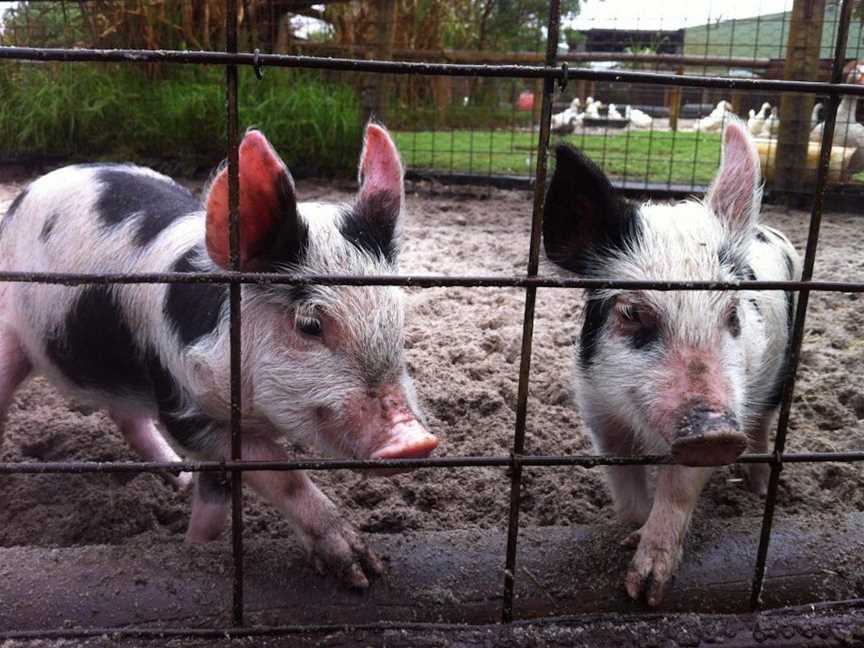 Swan Valley Cuddly Animal Farm, Tourist attractions in Henley Brook