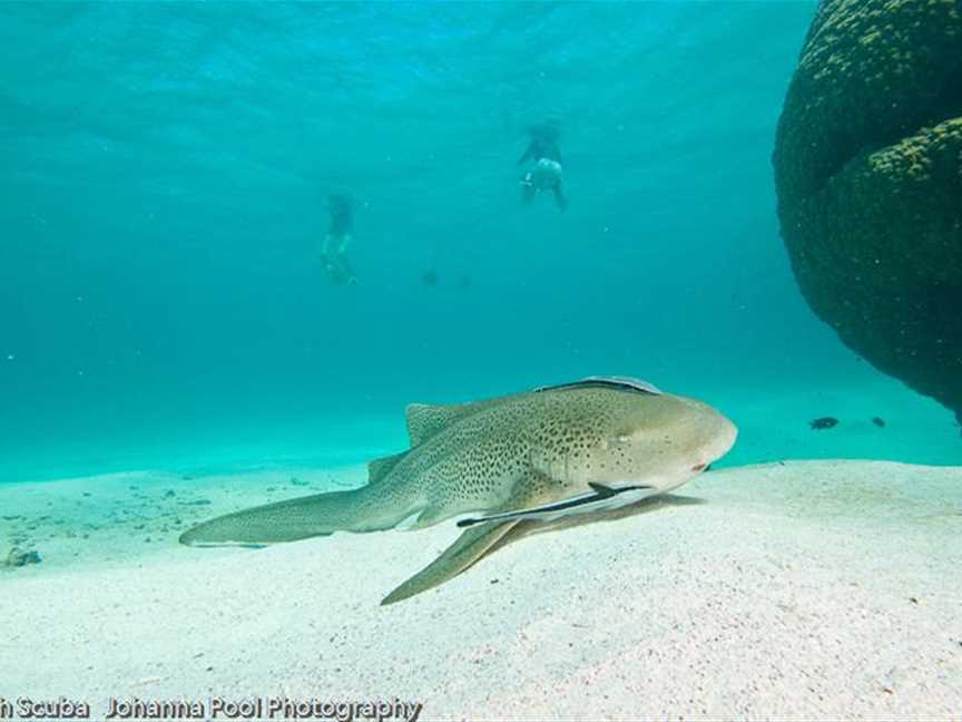 Diving at Cod Spot, Tourist attractions in Exmouth