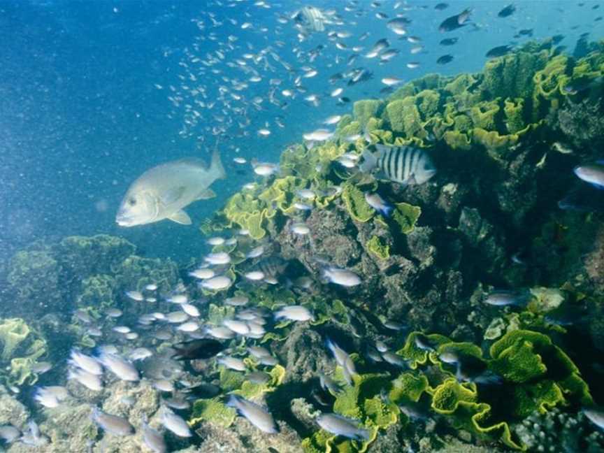 Diving at Turtle Bay, Tourist attractions in Shark Bay