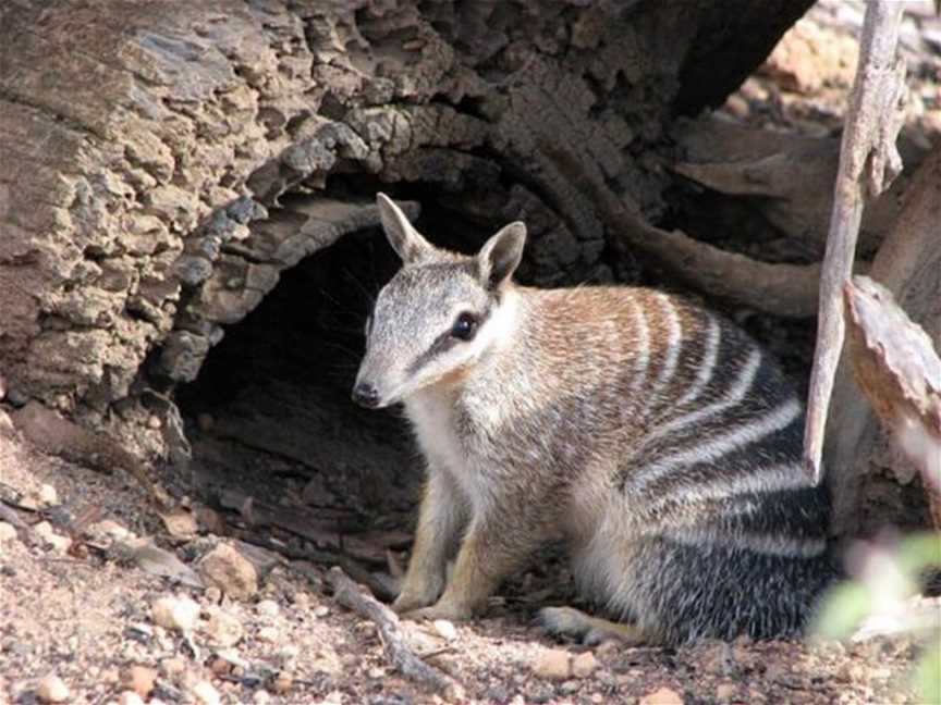 Woylie Walk, Tourist attractions in Dryandra