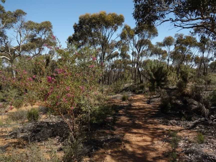 Woylie Walk, Tourist attractions in Dryandra