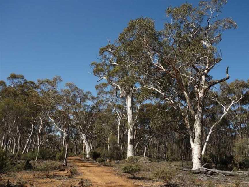 Woylie Walk, Tourist attractions in Dryandra