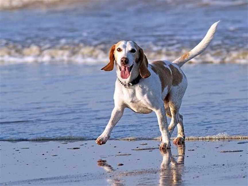 Quinns Rocks Dog Beach, Tourist attractions in Quinns Rocks