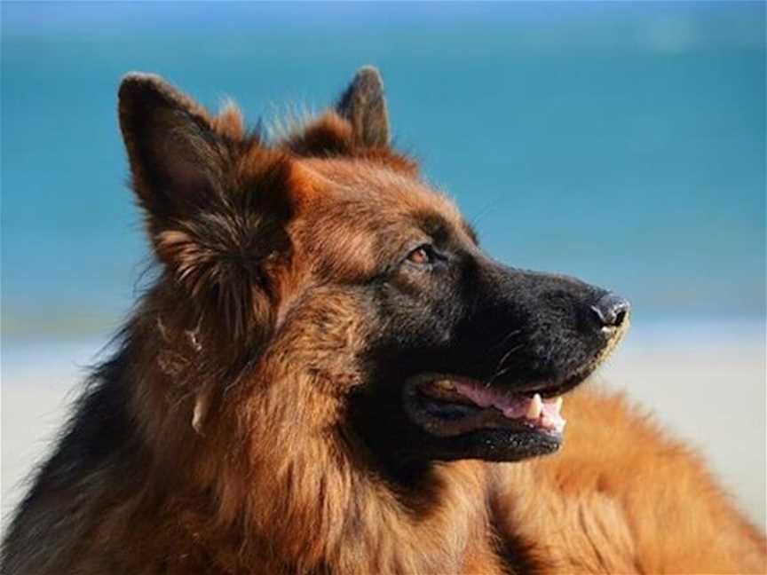 Peasholm Dog Beach, Tourist attractions in Scarborough