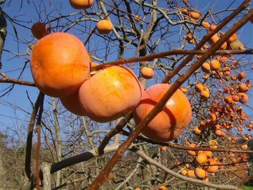 Waterwheel Persimmon Orchard, Tourist attractions in Bedfordale