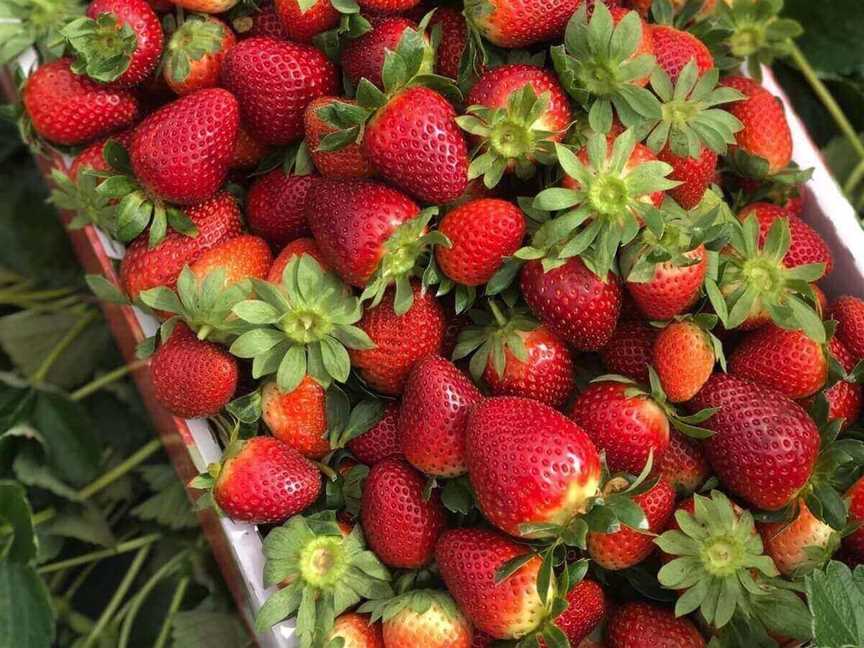 Ti Strawberry Farm, Tourist attractions in Bullsbrook