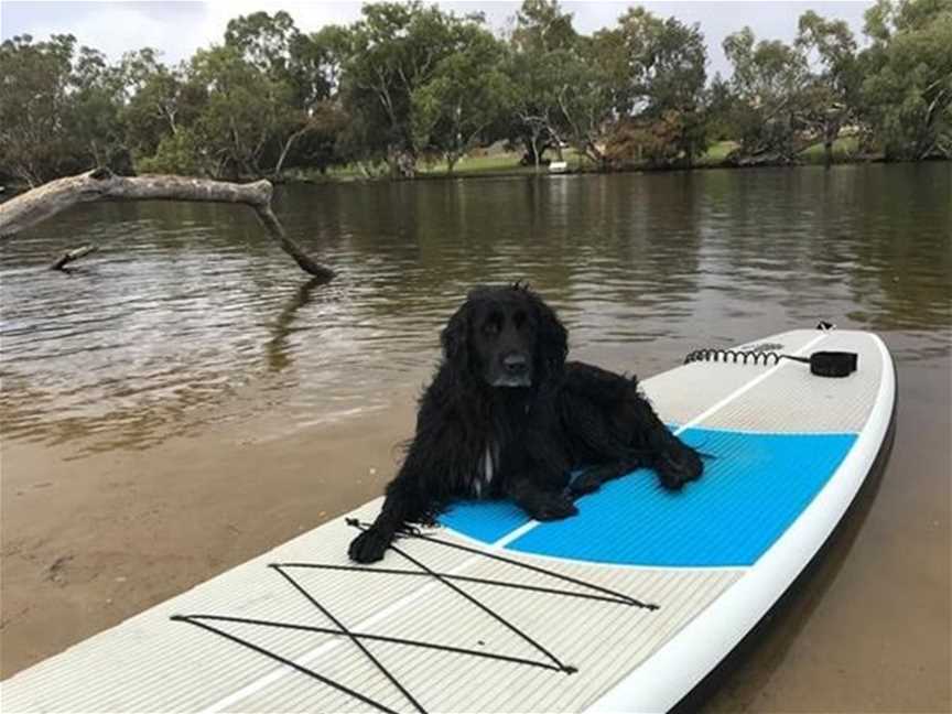 Pups on SUPs, Tourist attractions in Bassendean