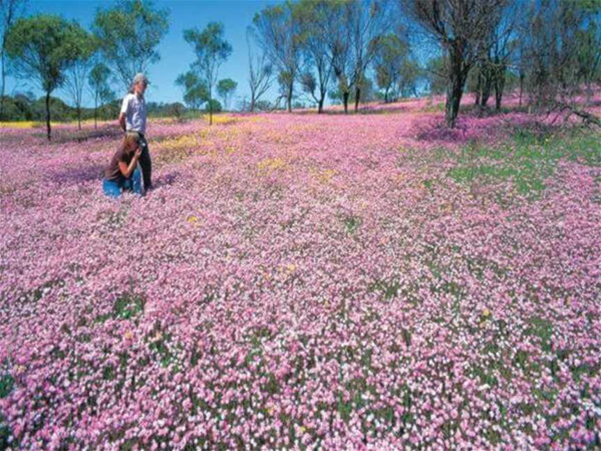 Wildflowers Of The Mid West, Tourist attractions in Mullewa