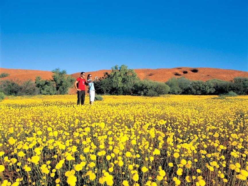 Coorow Farm Wildflowers, Tourist attractions in Coorow