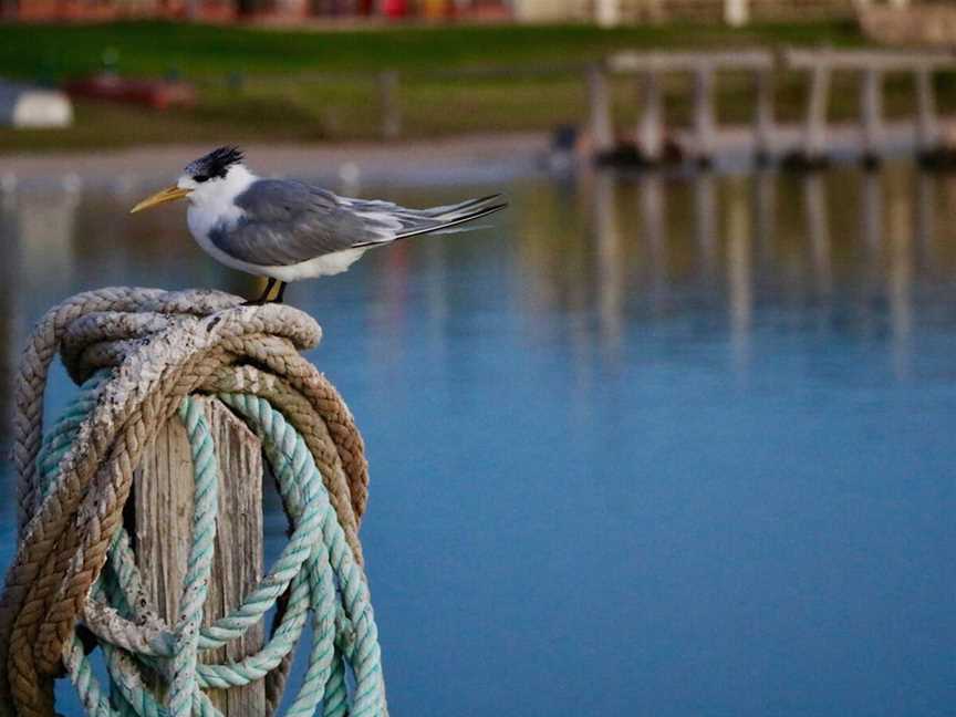 Arurine Bay, Tourist attractions in Port Denison