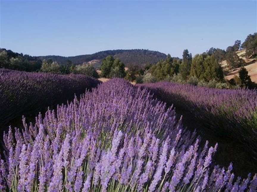 Balingup Lavender Farm, Tourist attractions in Balingup