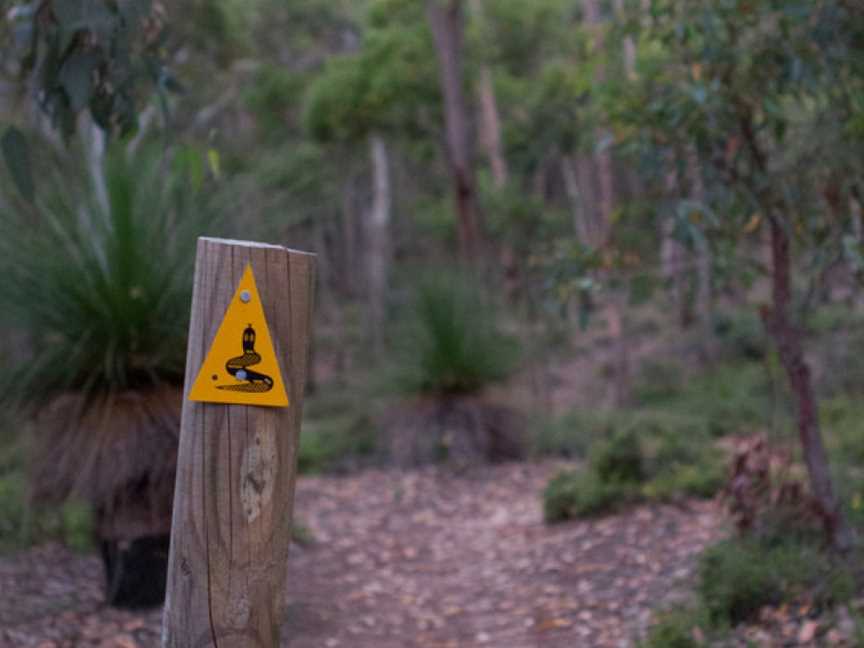 Bibbulmun Track Collie