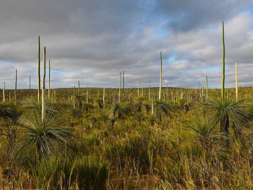 Coalseam Conservation Park